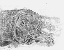 Komodo Dragon