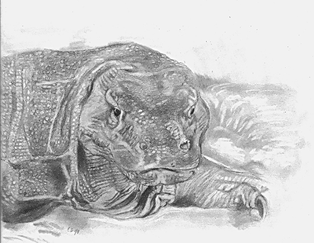 Komodo Dragon