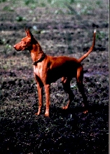 field Ramses