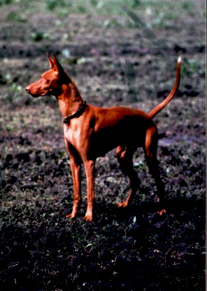 field Ramses