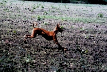 runner
