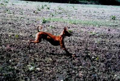 runner