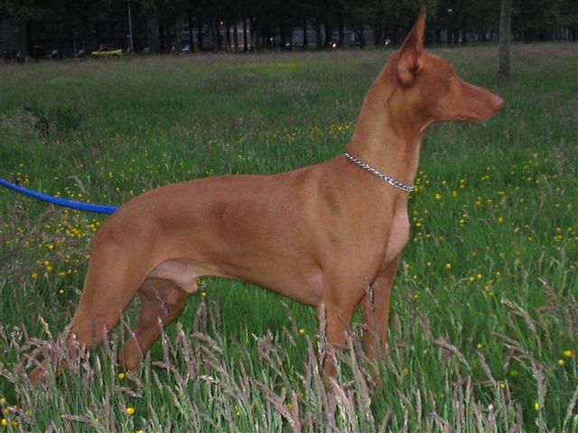 ramessu-ahmar of the netherlands