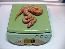 lavhatchling2