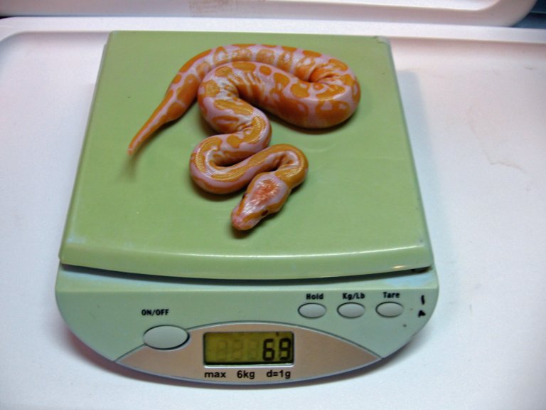 lavhatchling2
