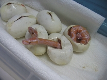 lavhatchlings