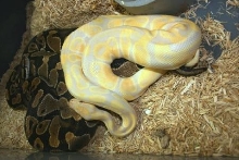 Lancelot