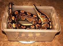 5200 gram normal female carrying 17 eggs