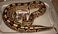 5200 gram normal female carrying 17 eggs pic #2