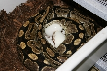 5200 gram normal female laying eggs #1