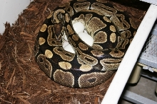 5200 gram normal female laying eggs #2