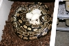 500 gm female laying #3