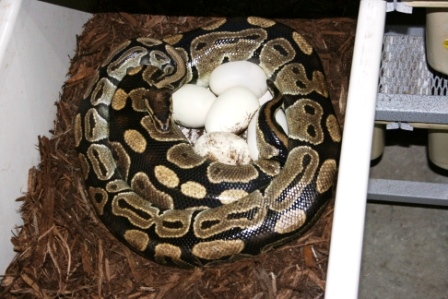 500 gm female laying #3