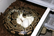 5200 gm female laying #4