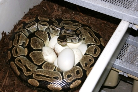 5200 gm female laying #4