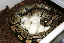 5200 gm female laying #5