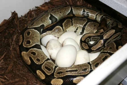 5200 gm female laying #5