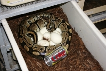 5200 gm female laying #6