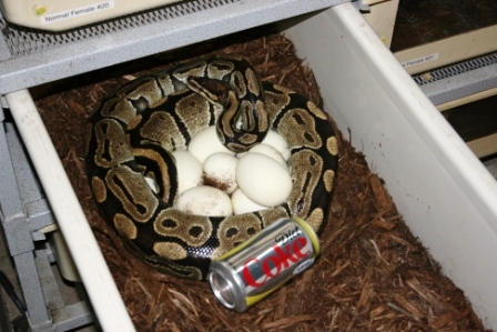 5200 gm female laying #6