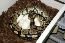 5200 gm female laying #7