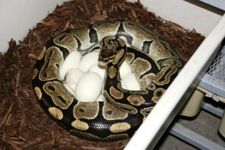 5200 gm female laying #7