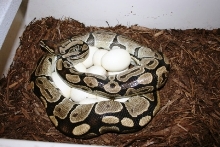 5200 gm female laying #8