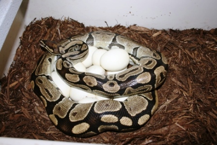 5200 gm female laying #8