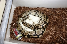 5200 gm female laying #9