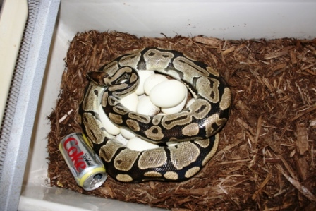 5200 gm female laying #9