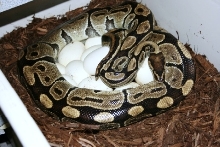 5200 gm female laying #10