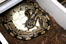 5200 gm female laying #11