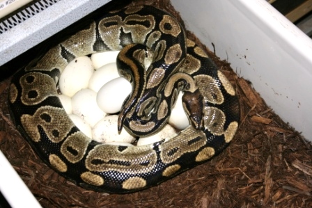5200 gm female laying #11