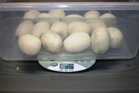 5200 gm female laying #13