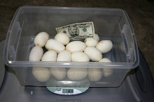 5200 gm female laying #16