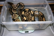 5200 gm female laying #14