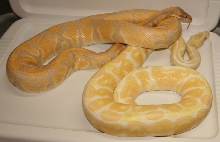 Excalibur with regular Albino