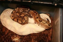 Lav Candy x Spider Woma