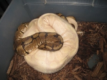 Lav Candy x Spider Woma 2