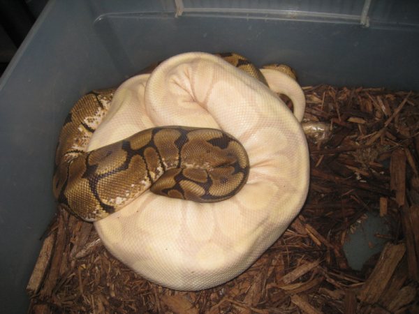 Lav Candy x Spider Woma 2