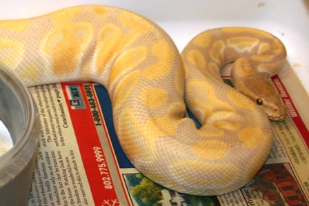 Lancelot Lavender Albino