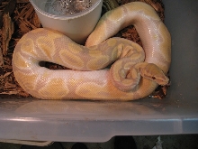 Lavender male