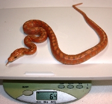 Super Dwarf Purple Albino - Pre Shed