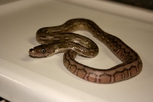 75% Superdwarf, 12.5% Dwarf Tiger Hatchling#1