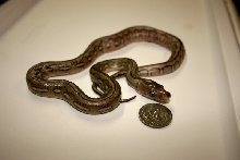 75% Superdwarf, 12.5% Dwarf Tiger Hatchling#2