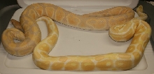 Lancelot Next To Regular Albino