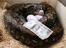 SD female laying SD tiger eggs