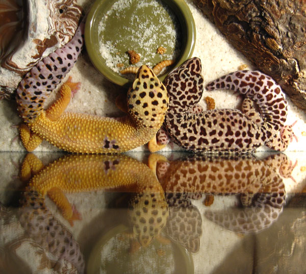 Sheba & Zenobia
