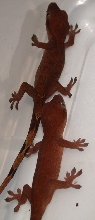 R. Sarasinorum