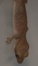 R. Sarasinorum