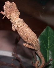 Female Chahoua A